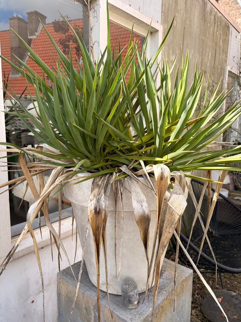 Yucca groot, Ophalen of Verzenden, Overige soorten, Volle zon