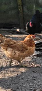 Araucana, Dieren en Toebehoren, Pluimvee, Vrouwelijk, Kip