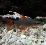 Labeo zoekt nieuw aquarium, Dieren en Toebehoren, Vissen | Aquariumvissen, Vis