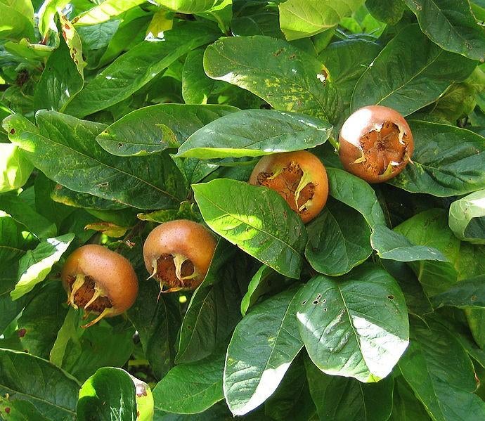 Fruitbomen, struiken en bijzondere eetbare planten, Ophalen of Verzenden, Overige soorten, Struik, 100 tot 250 cm