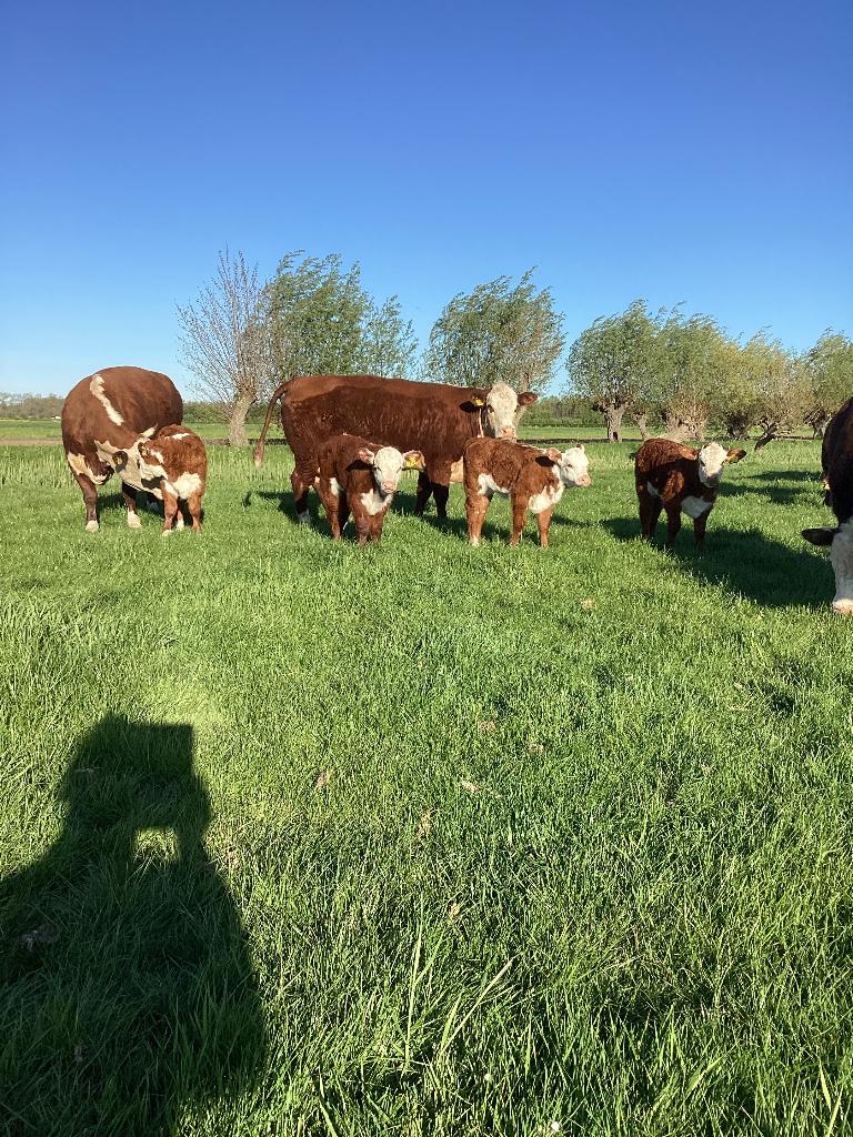 Diverse stamboek Hereford koeien, Dieren en Toebehoren, Runderen, Meerdere dieren, 0 tot 2 jaar