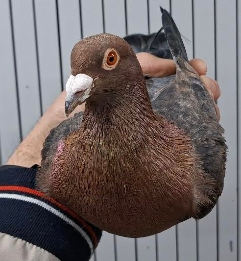 Gimpel split pale kleurpostduif doffer 2024 postduif sierdui, Mannelijk, Postduif