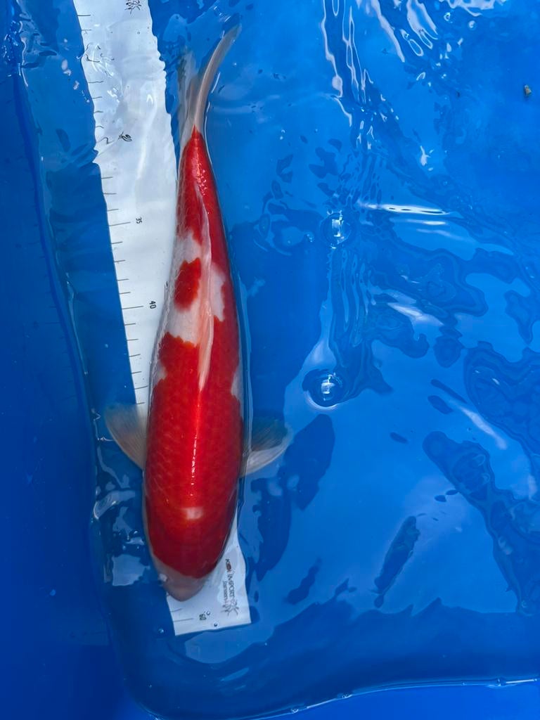 Te koop: Prachtige Kohaku koikarper Import, Karper of Koi