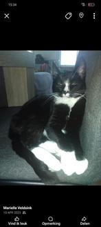 3 hele lieve katjes, Dieren en Toebehoren, Katten en Kittens | Overige Katten, Poes