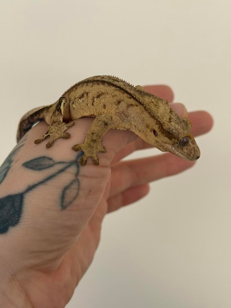 Wimpergekko, crested gecko Crested Gecko - female for sale from Marcelina