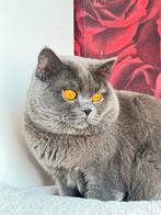 Britse korthaar kater, Dieren en Toebehoren, Kater, Kortharig, 0 tot 2 jaar
