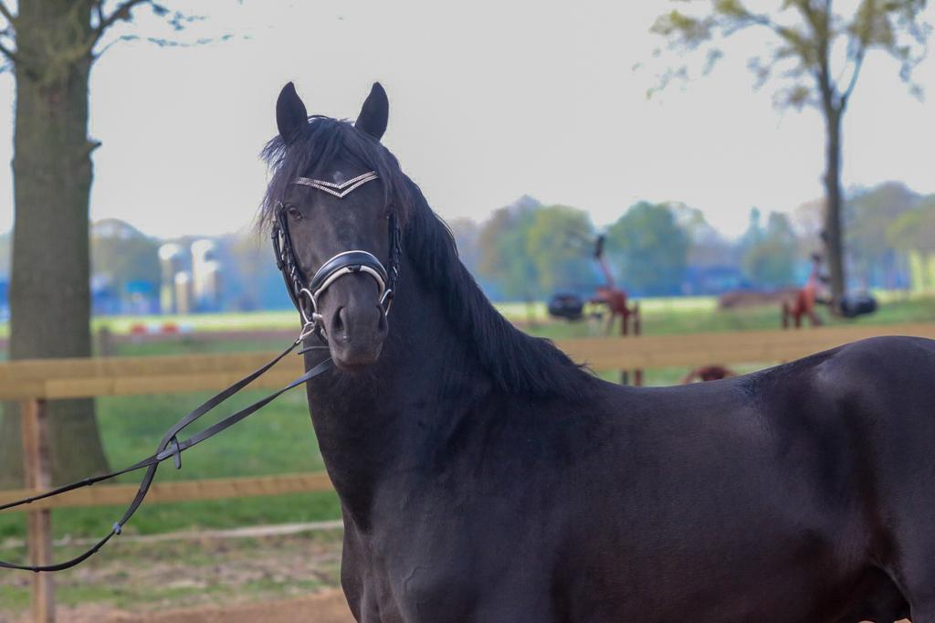 Zeer talentvolle D pony v. Brouwershaven Valentino, Dieren en Toebehoren, Pony's, Met stamboom, Ruin, 3 tot 6 jaar, Onbeleerd