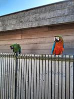 Harlekijn ara en soldaten ara koppel 2024, Meerdere dieren, Papegaai