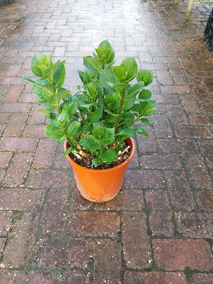 Dikke hortensia planten in 5 liter pot, Tuin en Terras, Planten | Tuinplanten, Overige soorten, Halfschaduw, Ophalen