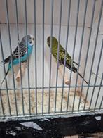 Blackface x split grasparkieten, Meerdere dieren, Parkiet