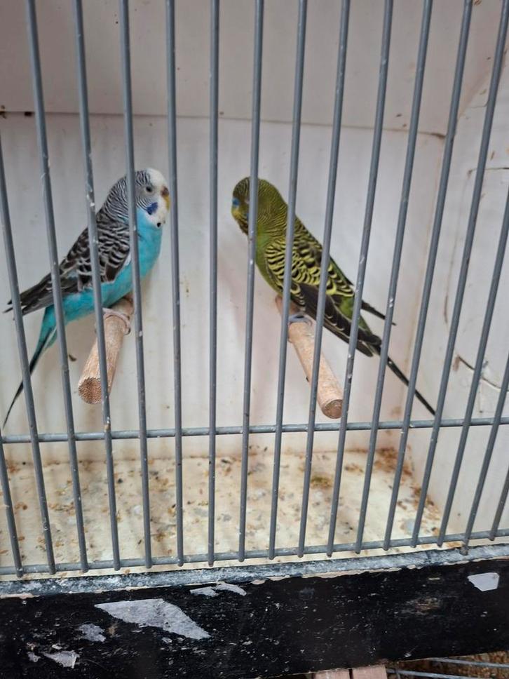 Blackface x split grasparkieten, Dieren en Toebehoren, Vogels | Parkieten en Papegaaien, Parkiet, Meerdere dieren