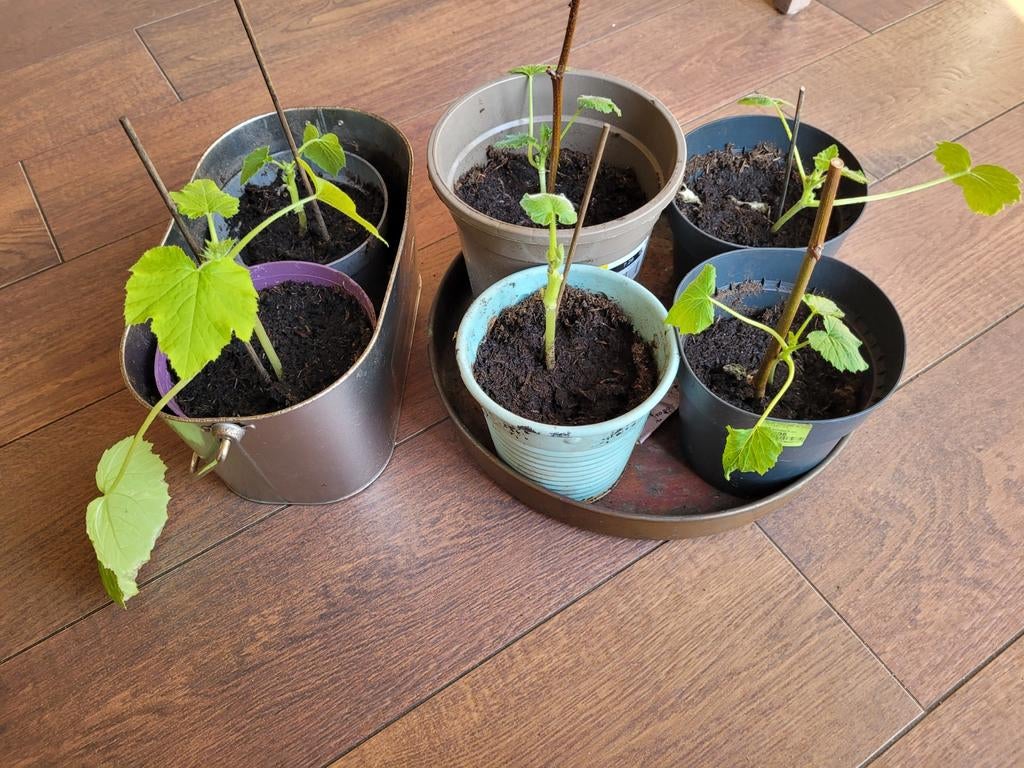 Courgette plant eigen kweek, Ophalen, Volle zon, Groenteplanten, Eenjarig