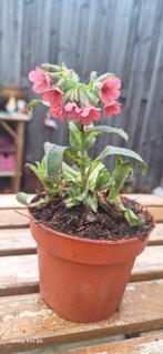 Longkruid 'Rubra', Ophalen, Lente, Vaste plant, Halfschaduw