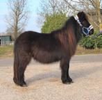 Te koop 7 super knappe shetlander en een haflinger ruin, Dieren en Toebehoren, Ruin, A pony (tot 1.17m), Recreatiepony, Gechipt