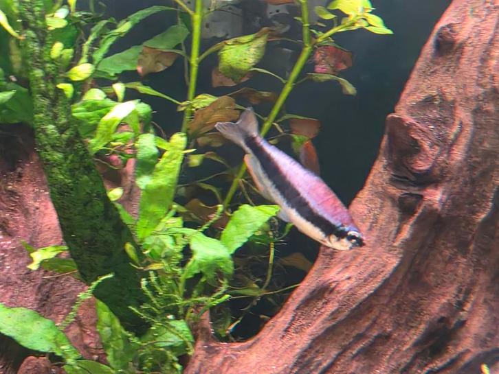 4x Kerrietetra, 1x rode minor, 2x mannetjes Platy, Dieren en Toebehoren, Vissen | Aquariumvissen, Vis