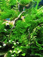 Aquarium mos gegarandeerd slakvrij mooi voor aquascapen, Ophalen, Nieuw, Plant(en), Steen of Hout
