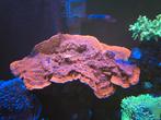 Grote montipora plaat op steen., Dieren en Toebehoren, Vissen | Aquaria en Toebehoren, Ophalen, Plant(en), Steen of Hout
