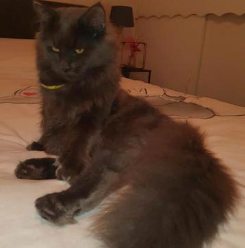 Mainecoon en Ragdoll dekkaters beschikbaar voor biedingen