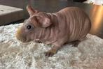 Skinny cavia, mannetje, 6 weken oud, Dieren en Toebehoren, Knaagdieren, Cavia, Augustus, Mannelijk, Tam
