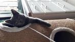 De aller liefste kroelkont Maui, Dieren en Toebehoren, Katten en Kittens | Overige Katten, Poes, Kortharig, 6 jaar of ouder