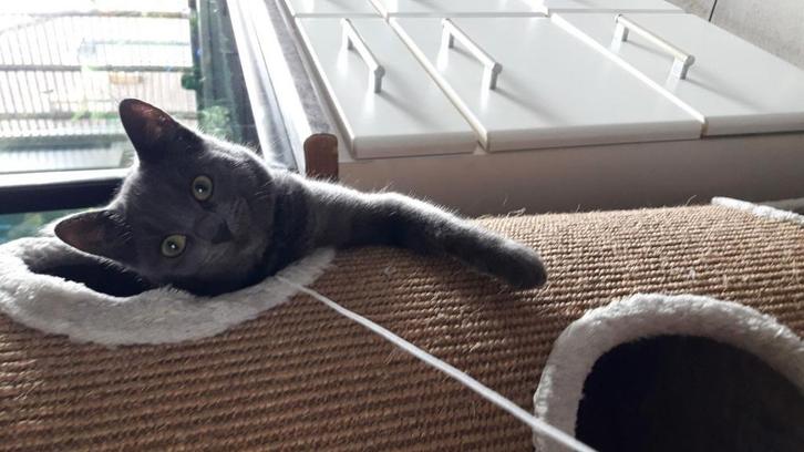 De aller liefste kroelkont Maui, Dieren en Toebehoren, Katten en Kittens | Overige Katten, Kortharig, Poes, 6 jaar of ouder