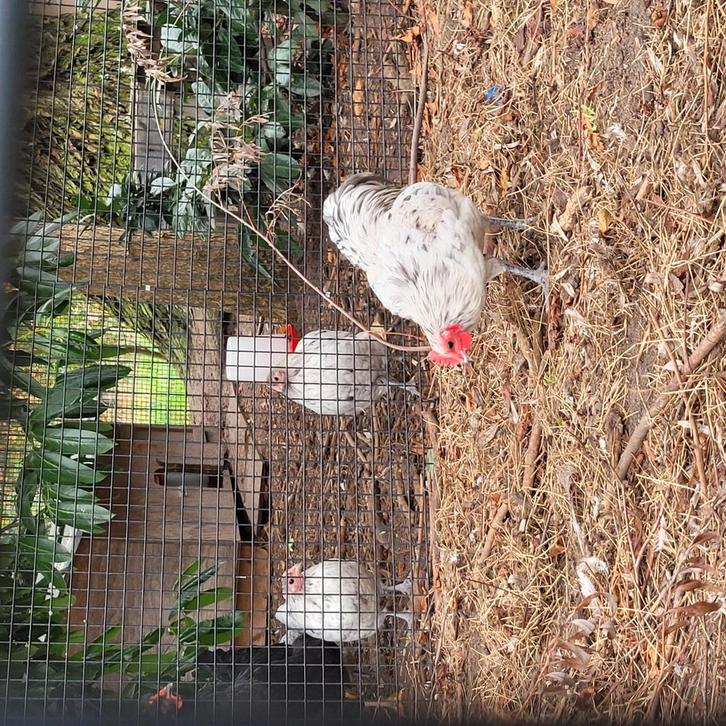 Australorp Kriel, Dieren en Toebehoren, Pluimvee, Kip, Mannelijk