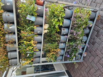 Vaste planten voor 20% van normale prijs.  beschikbaar voor biedingen