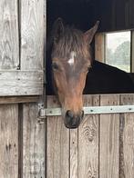 jaarling new forest Topper!, Dieren en Toebehoren, Pony's, E pony (1.48m - 1.57m), Gechipt, Ruin, Dressuurpony