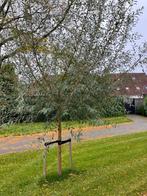 Wilgentakken, Tuin en Terras, Ophalen