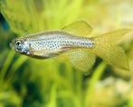Leopard Danio (sluier), Dieren en Toebehoren, Vis, Zoetwatervis, Schoolvis