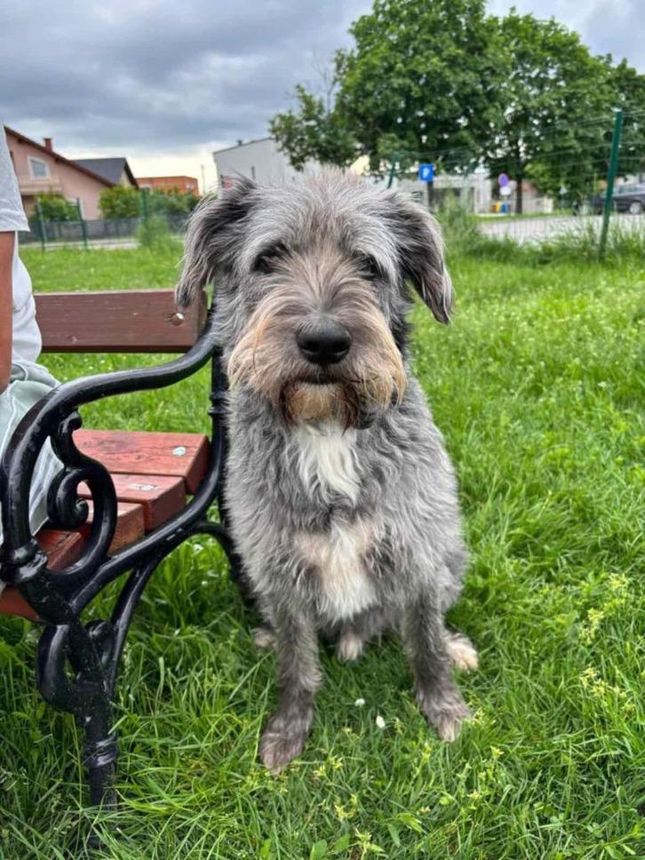 Vriendje, een prachtige mix Ierse wolfshond, Dieren en Toebehoren, Honden | Niet-rashonden, Middel, Reu, Particulier, Eén hond