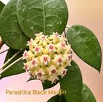 Hoya stekjes! Hoya Parasitica, Hoya Wibergiae, Kerrii etc., Ophalen of Verzenden