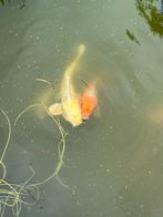 Koi karpers en pomp/filter system, Dieren en Toebehoren, Karper of Koi