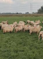 Weidelammeren, Dieren en Toebehoren, Vrouwelijk, Schaap, 0 tot 2 jaar