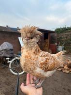 Baardkuifhoenkriel Haan, Dieren en Toebehoren, Pluimvee, Mannelijk, Kip