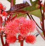 TE KOOP ZADEN VAN DE RICINUS COMMUNIS OF WONDERBOOM, Tuin en Terras, Zomer, Ophalen of Verzenden, Overige soorten, Eenjarig