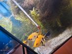 Maanvis Koi 3 stuks, Dieren en Toebehoren, Vissen | Aquariumvissen, Vis, Zoetwatervis, Schoolvis