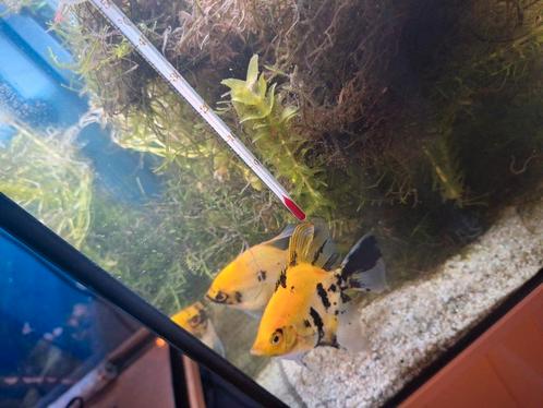 Maanvis Koi 3 stuks, Dieren en Toebehoren, Vissen | Aquariumvissen, Zoetwatervis, Vis, Schoolvis