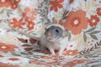 Tamme ratten, ratjes, rittens, rat, dumbo, Rat, Juni, Meerdere dieren, Tam