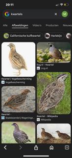 KWARTELS GEZOCHT, Dieren en Toebehoren, Reptielen en Amfibieën, Overige soorten, Tam, 0 tot 2 jaar