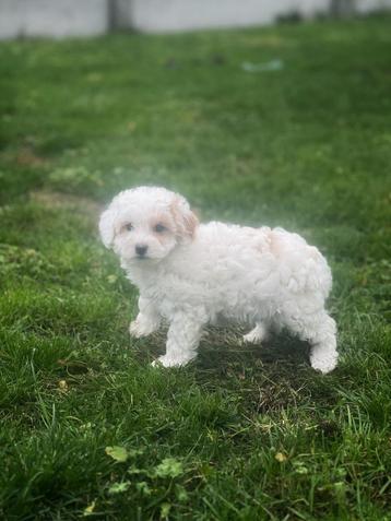 Prachtige Maltipoo pups bij ons geboren  beschikbaar voor biedingen