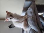 Spoed! Om gezondheidsredenen zoek ik voor 3 kittens een huis, Dieren en Toebehoren, Katten en Kittens | Raskatten | Korthaar, Meerdere dieren