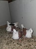 Meeuwtjes kropper aazers Hollandse meewtjes sierduif, Dieren en Toebehoren, Vogels | Duiven, Meerdere dieren, Kropper