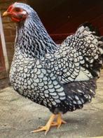 Gezocht Wyandotte kriel zwart wit gezoomd, Dieren en Toebehoren, Pluimvee, Vrouwelijk, Kip