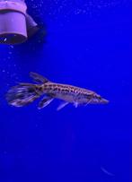 Alligator gar te koop, Vis