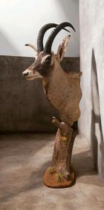 Opgezette Roanantilope taxidermie opgezette dieren sable, Verzamelen, Ophalen, Zo goed als nieuw, Vogel, Opgezet dier