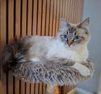 Lieve 2 jarige Ragdoll fokpoes met stamboom aangeboden, Poes, Gechipt, 0 tot 2 jaar