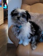 Tekoop Boomer teefje., 15 weken tot 1 jaar, Overige rassen, CDV (hondenziekte), Teef