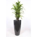 Dracaena Lemon Lime g76843, Ophalen of Verzenden