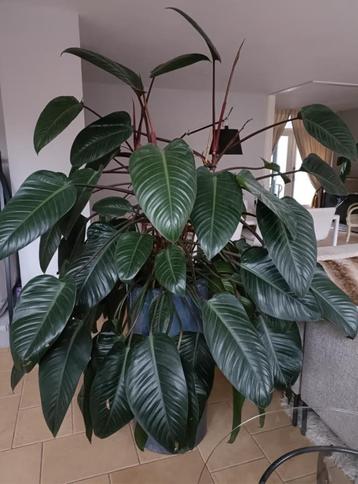 Grote Philodendron beschikbaar voor biedingen